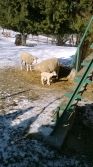 Ovečky v únoru